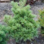 Pinus parviflora 'Cuddles'