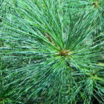 Pinus wallichiana 'Densa'