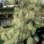 Pinus wallichiana 'Zebrina'