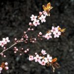 Prunus cerasifera 'Pissardii'