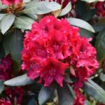 Rhododendron 'Erato'