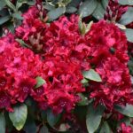 Rhododendron 'Erato'
