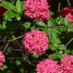Rhododendron 'Homebush'