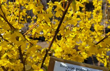 kwitnąca Forsycja